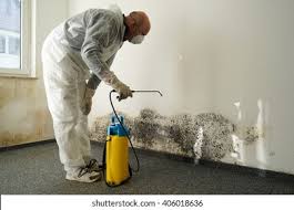 Why You Should Choose Our Mold Remediation Services in Revere, MA